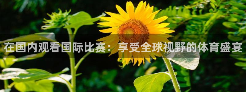 nba免费直播看球吧：在国内观看国际比赛：享受全球视野的体育盛宴